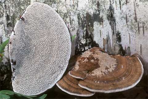 Tinder fungus (Daedaleopsis confragosa) photo and description