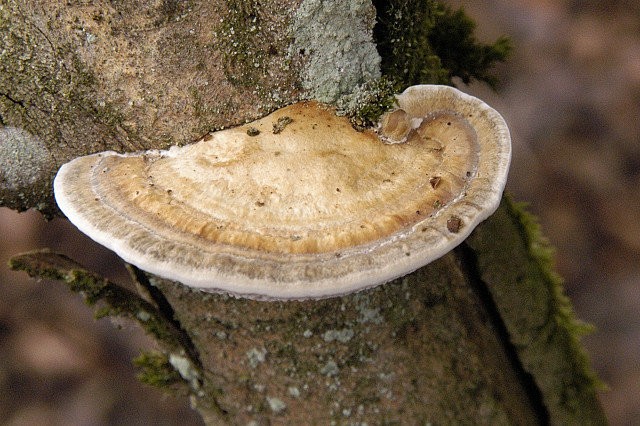 Tinder fungus (Daedaleopsis confragosa) photo and description