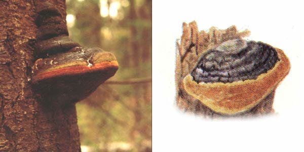 Tinder fungus (Phellinus hartigii) photo and description