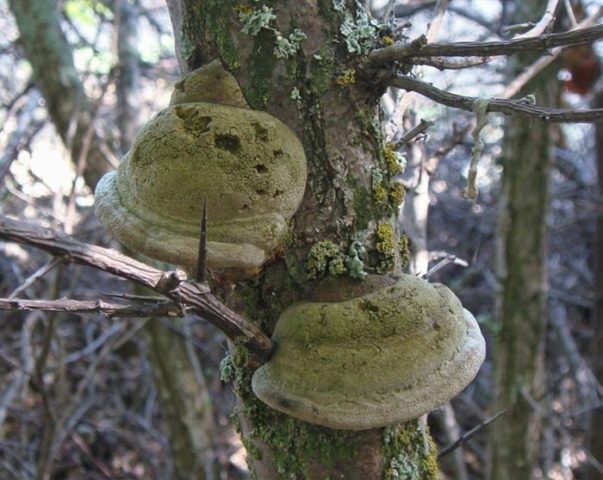 Tinder fungus sea buckthorn: photo and description