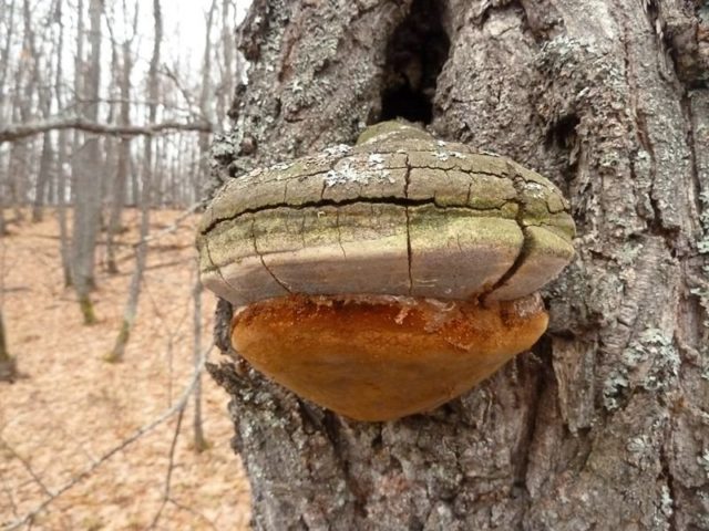 Tinder fungus sea buckthorn: photo and description