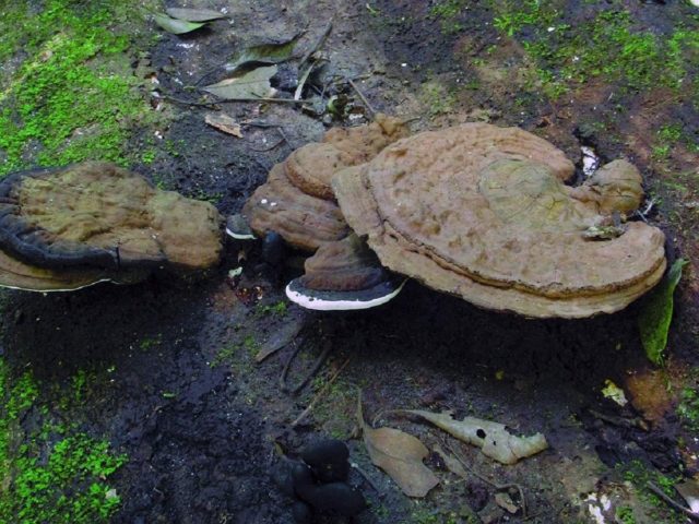 Tinder fungus southern (southern Ganoderma): photo and description