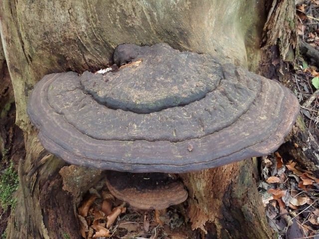 Tinder fungus southern (southern Ganoderma): photo and description