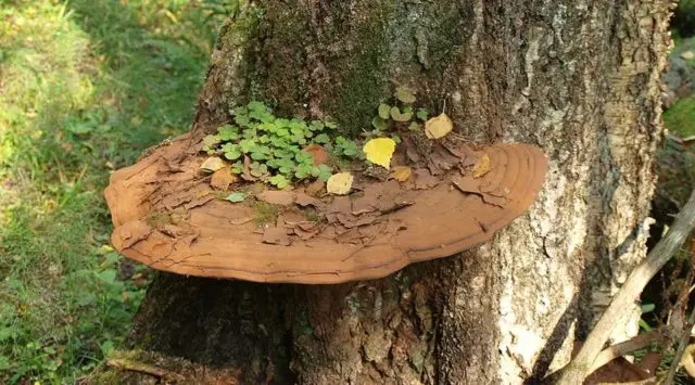 Tinder fungus southern (southern Ganoderma): photo and description