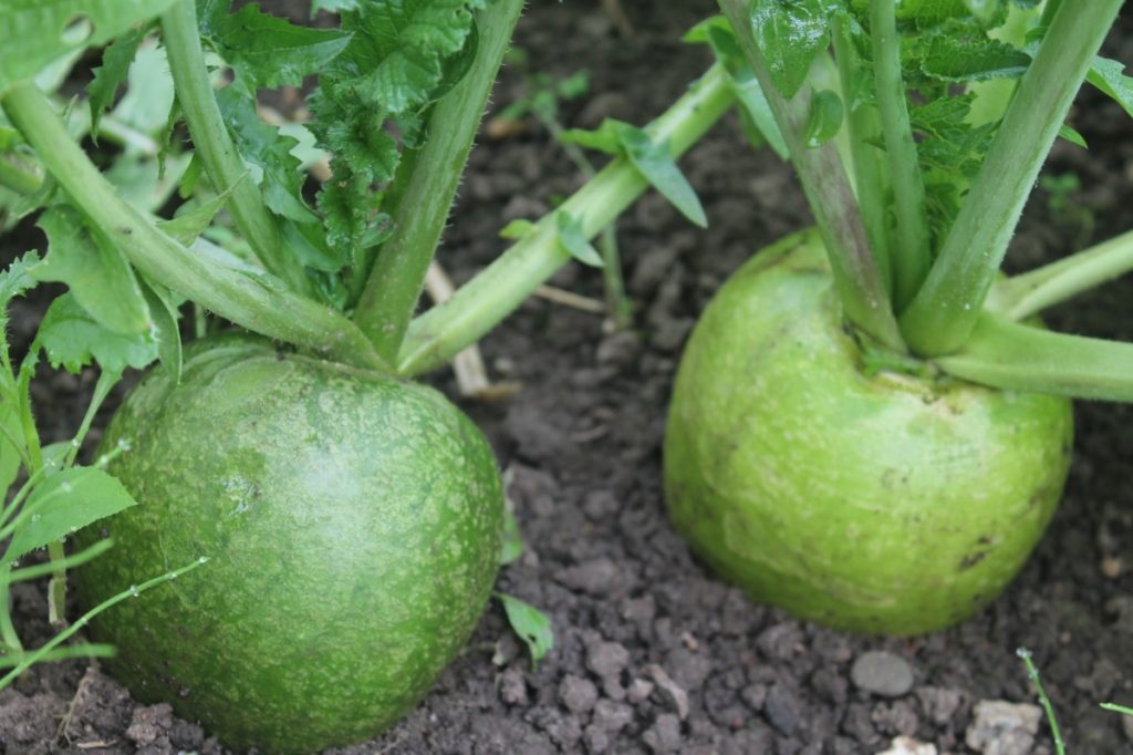 Tips for gardeners on growing Margelan radish