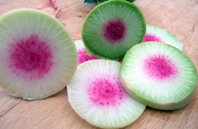 Tips for gardeners on growing Margelan radish