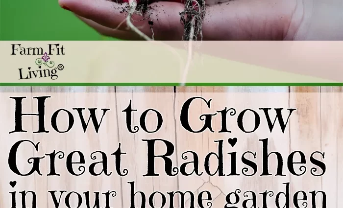 Tips for gardeners on growing Margelan radish