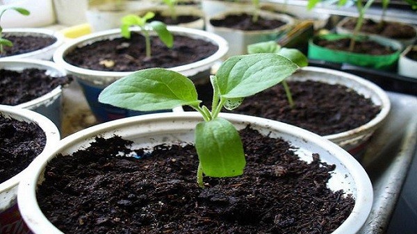 Tips on how to grow eggplant seedlings at home