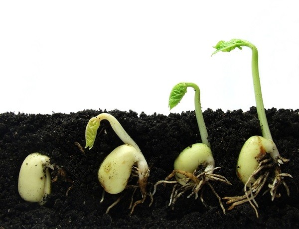 Tips on how to grow eggplant seedlings at home