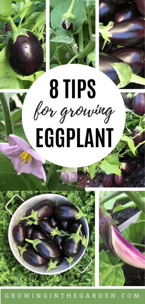 Tips on how to grow eggplant seedlings at home