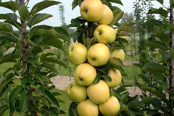 To the olon-shaped apple tree Medoc: planting, growing and care