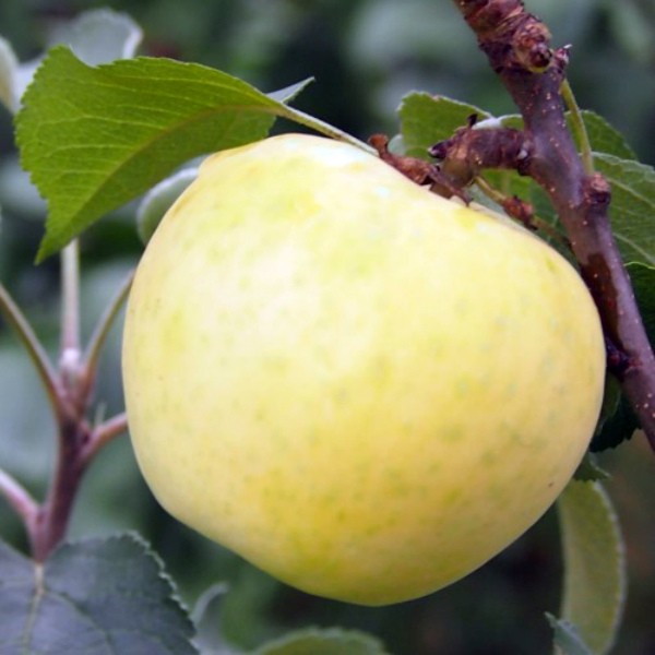 To the olon-shaped apple tree Medoc: planting, growing and care