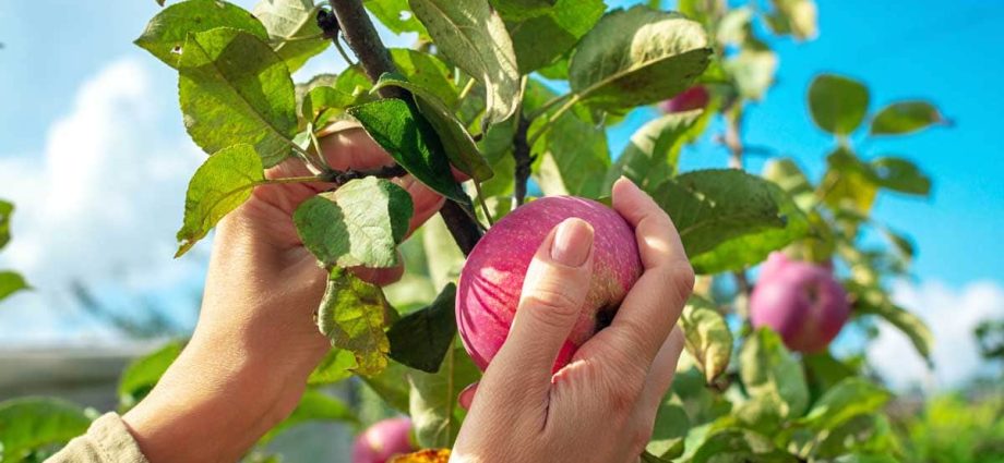 To the olon-shaped apple tree Medoc: planting, growing and care