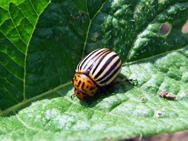 Tobacco against the Colorado potato beetle