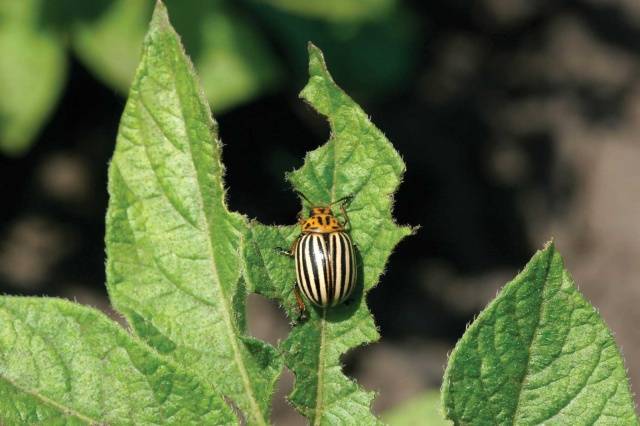 Tobacco against the Colorado potato beetle