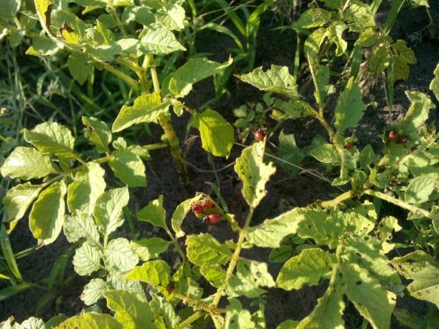 Tobacco against the Colorado potato beetle