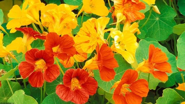 Tobacco against the Colorado potato beetle