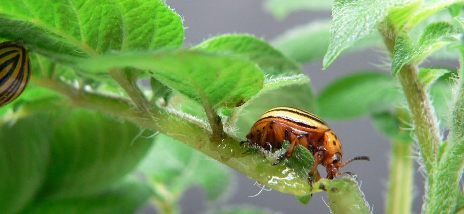 Tobacco against the Colorado potato beetle