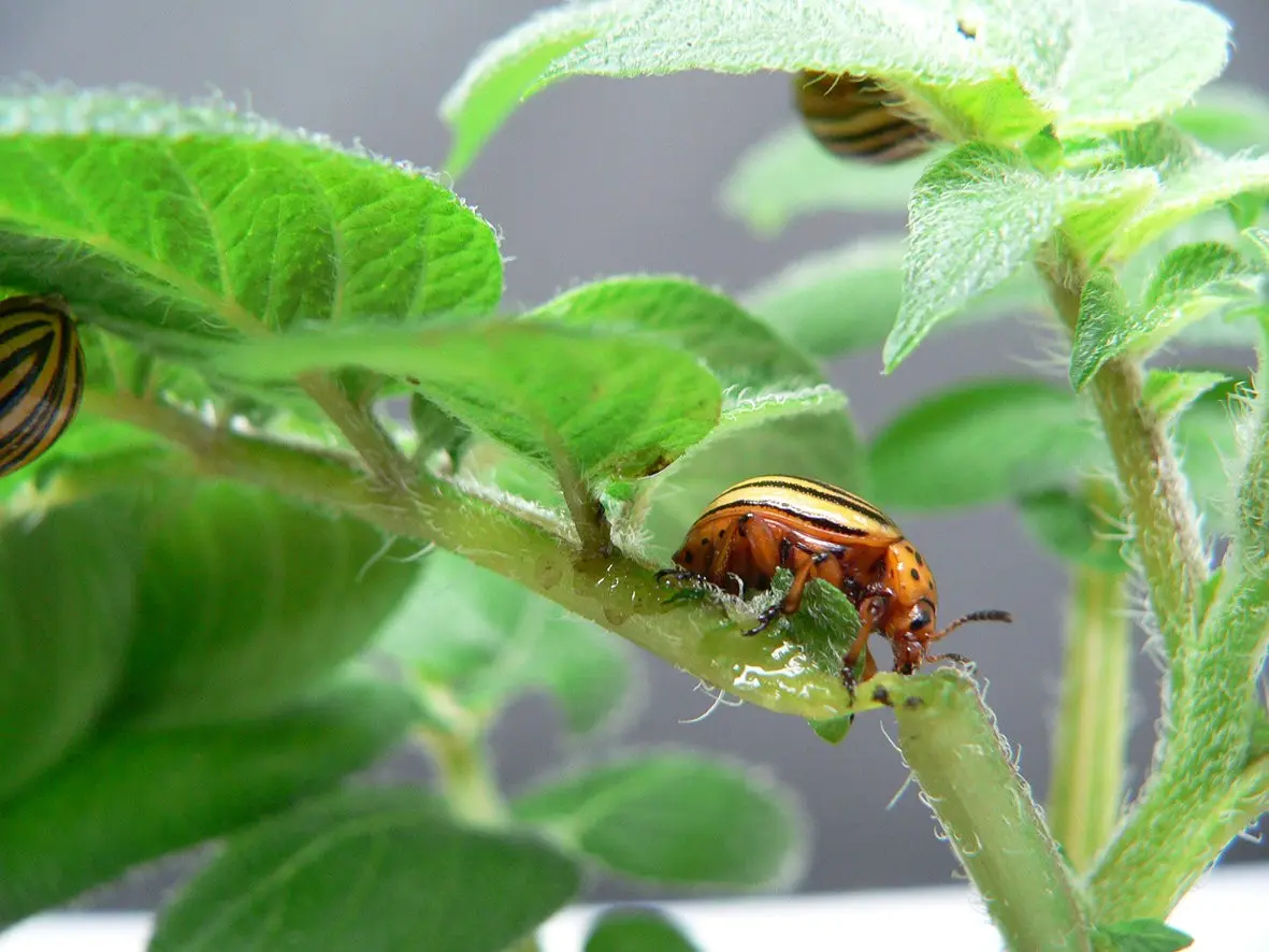 Tobacco against the Colorado potato beetle
