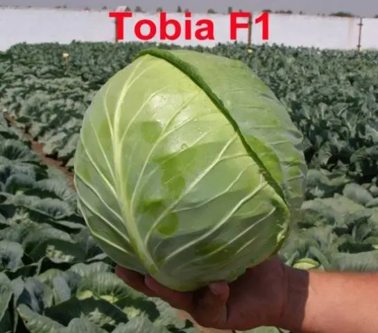 Tobia F1