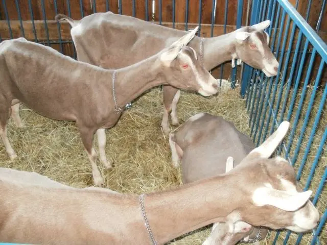 Toggenburg goat: maintenance and care 