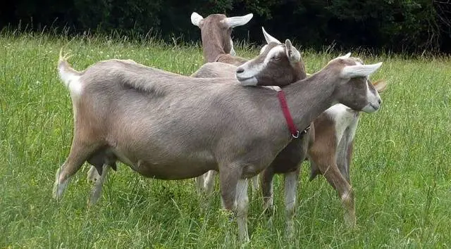 Toggenburg goat: maintenance and care 