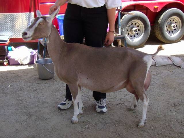 Toggenburg goat: maintenance and care 