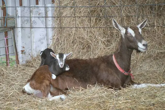 Toggenburg goat: maintenance and care 