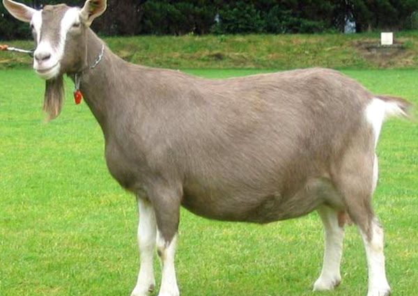 Toggenburg goat: maintenance and care 