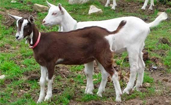 Toggenburg goat: maintenance and care 