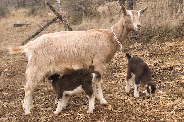 Toggenburg goat: maintenance and care 