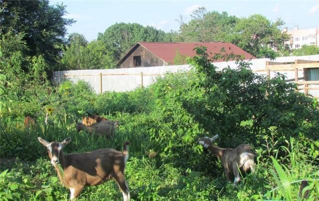 Toggenburg goat: maintenance and care 