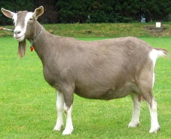 Toggenburg goat: maintenance and care 