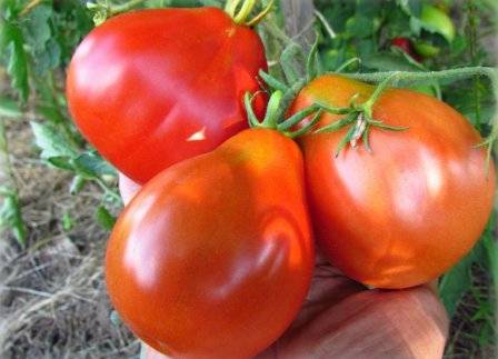 Tomato 100 Pudov: characteristics and description of the variety