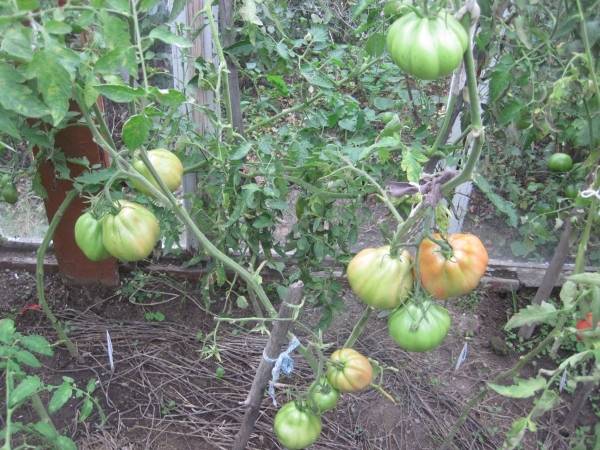 Tomato 100 Pudov: characteristics and description of the variety