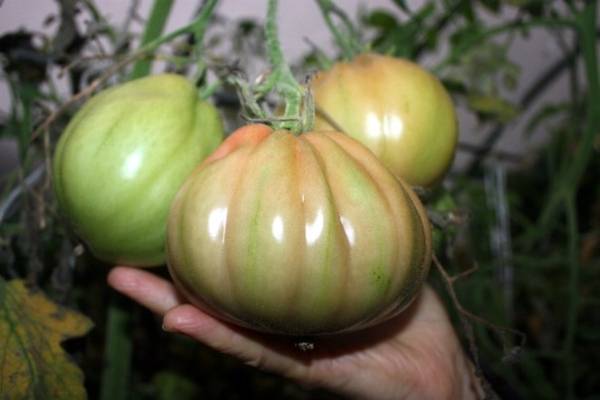 Tomato 100 Pudov: characteristics and description of the variety