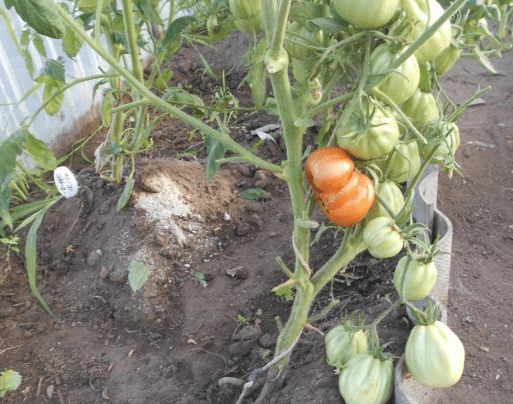 Tomato 100 Pudov: characteristics and description of the variety