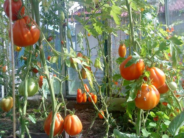 Tomato 100 Pudov: characteristics and description of the variety