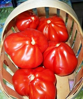 Tomato 100 Pudov: characteristics and description of the variety