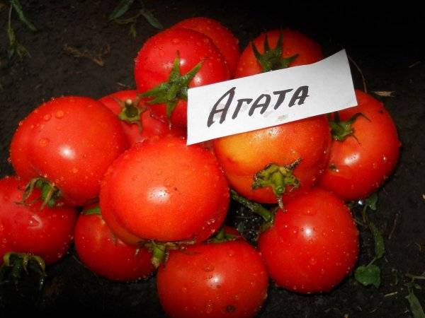 Tomato Agata: reviews, photos