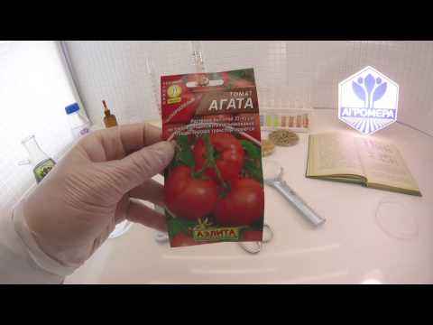 Tomato Agata: reviews, photos