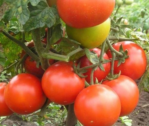 Tomato Agata: reviews, photos