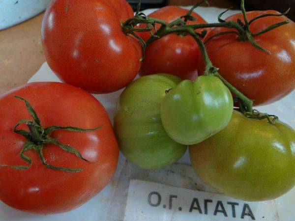 Tomato Agata: reviews, photos