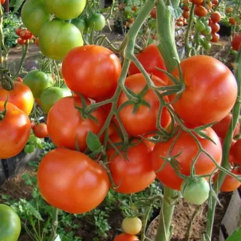 Tomato Alaska: reviews + photos of those who planted