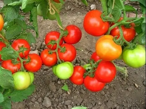 Tomato Alaska: reviews + photos of those who planted