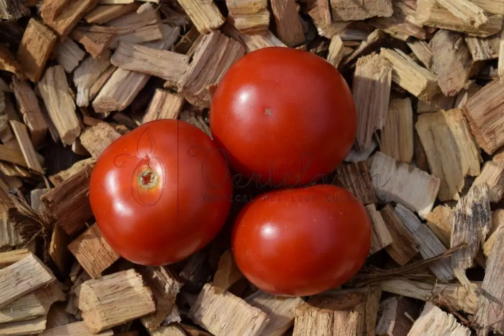 Tomato Alaska: reviews + photos of those who planted