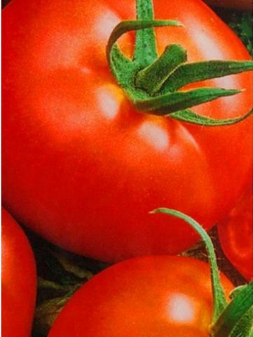 Tomato Alpha: characteristics and description of the variety