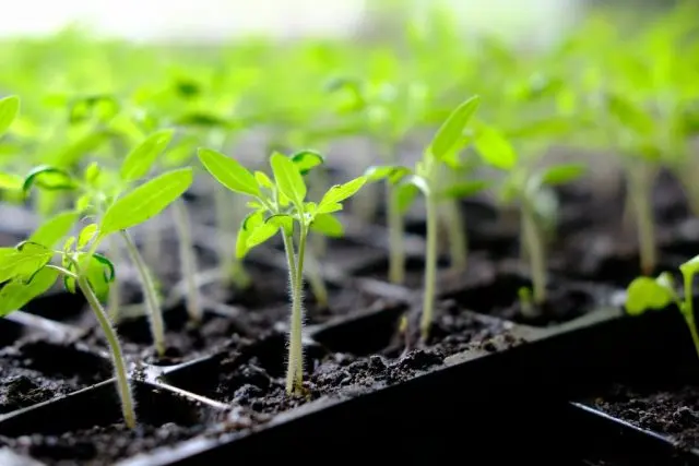 Tomato Alpha: characteristics and description of the variety