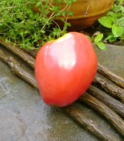 Tomato Alsu