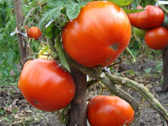 Tomato Altai honey: reviews, photos, yield